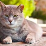 Was muss man tun, wenn man eine sehr alte Katze bei sich aufnimmt?