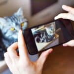 Wie kann man ein Katzenvideo lustig und dennoch tierfreundlich machen?