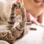 Welche Vorteile hat es, jeden Tag mit der Katze zu spielen?