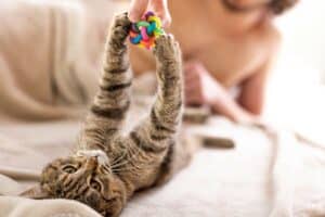Read more about the article Welche Vorteile hat es, jeden Tag mit der Katze zu spielen?