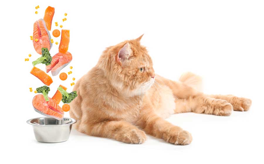 Bio Katzenfutter (depositphotos.com)