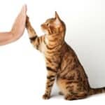 Was ist Clickertraining für Katzen und wie funktioniert es?