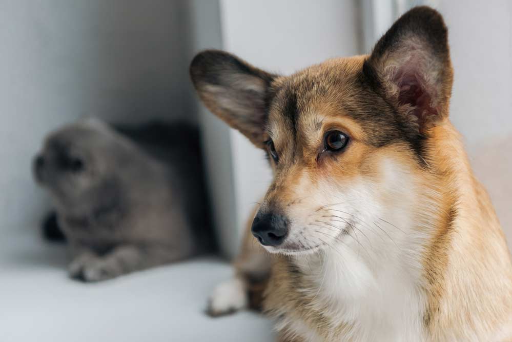 Corgi-Hund und Schottische-Faltohrkatze (depositphotos.com) Corgi-Hund und Schottische-Faltohrkatze (depositphotos.com)