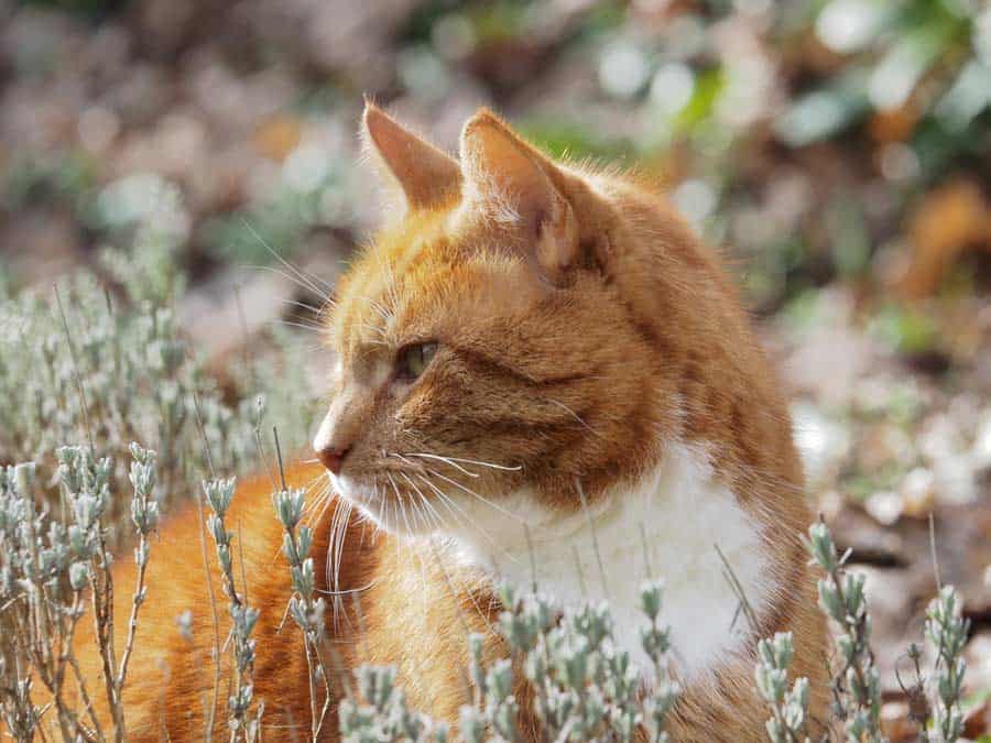 Europäische Kurzhaarkatze (depositphotos.com) Europäische Kurzhaarkatze (depositphotos.com)