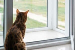 Read more about the article Wie funktioniert der Zugang für Katzen ohne Katzenklappe?