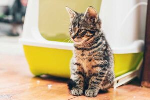 Mehr über den Artikel erfahren Geschlossenes Katzenklo