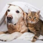 Katze oder Hund – was ist besser als Haustier?