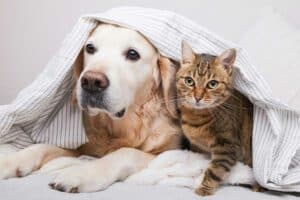 Read more about the article Katze oder Hund – was ist besser als Haustier?