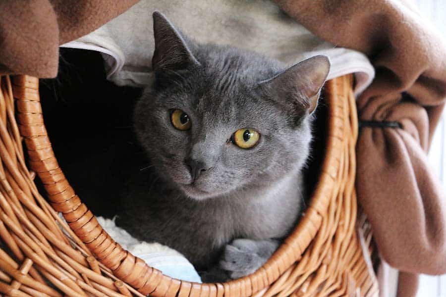 Kartäuserkatze im Katzenkorb aus Weide (depositphotos.com)