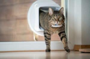 Read more about the article Katzenklappe mit Chip