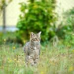 Warum sind Katzen Einzelgänger?