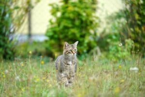 Read more about the article Warum sind Katzen Einzelgänger?