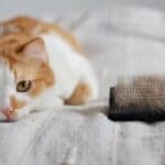 Wie kann man die Katze während des Fellwechsels unterstützen?