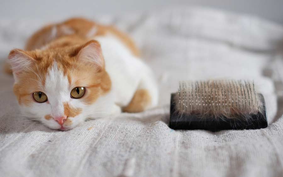 Katze beim Fellwechsel bürsten (depositphotos.com)