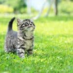Katze soll Freigängerkatze werden – Was muss man beachten?