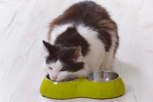Mehr über den Artikel erfahren Futternapf rutschfest
