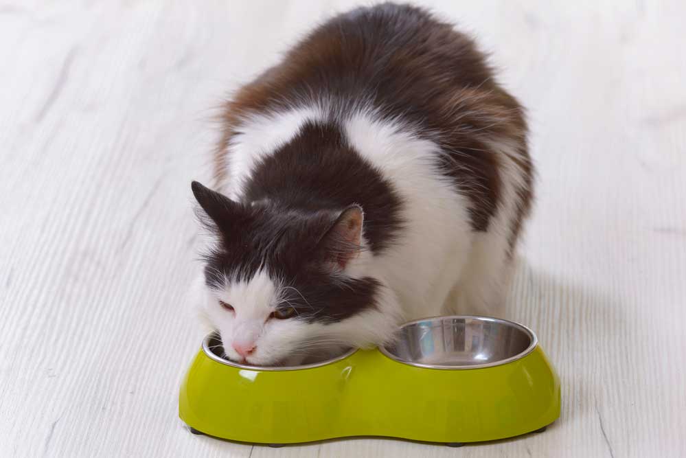 Du betrachtest gerade Futternapf rutschfest