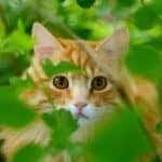 Streit mit dem Nachbarn, weil meine Katze in seinem Garten ist – was kann ich tun?