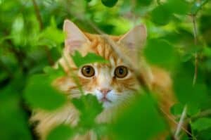 Read more about the article Streit mit dem Nachbarn, weil meine Katze in seinem Garten ist – was kann ich tun?