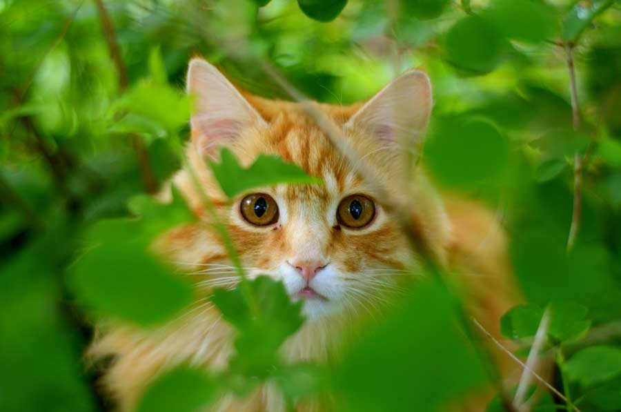 Katze in Nachbars Garten - was tun? (depositphotos.com)