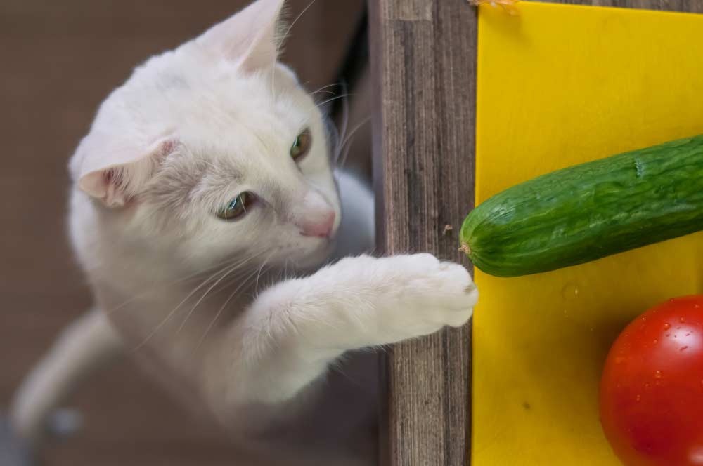 Katze und Gurke (depositphotos.com) Katze und Gurke (depositphotos.com)