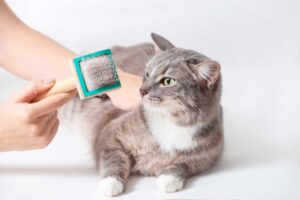 Mehr über den Artikel erfahren Katzenbürste Kurzhaar