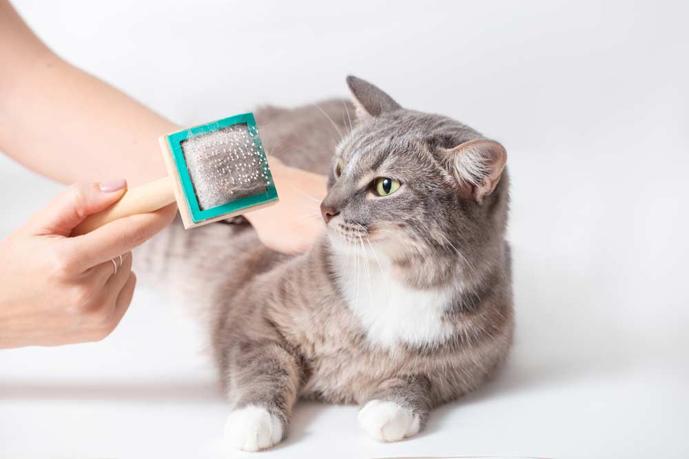 Du betrachtest gerade Katzenbürste Kurzhaar