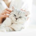 Welche Katzenarten eignen sich am besten für die Haltung von Haustieren?