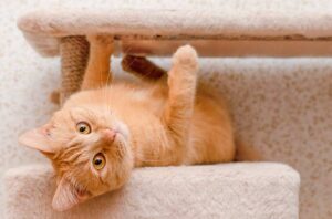 Mehr über den Artikel erfahren Liegeplatz für Katze
