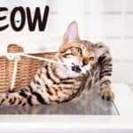 Welche Geräusche machen Katzen in welchen Situationen?