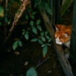 Was machen Freigängerkatzen, wenn sie nachts draußen sind?