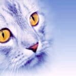 Sprichwörter und Redewendungen mit Katzen