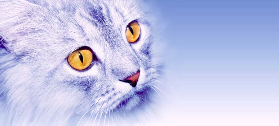 Katze Redewendungen (depositphotos.com)