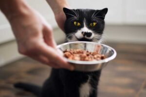 Mehr über den Artikel erfahren Katzenfutter für Kitten