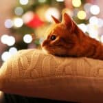 Wie beruhigt man eine Katze in der Silvesternacht?