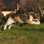 Haben Katzen wirklich einen 7. Sinn?