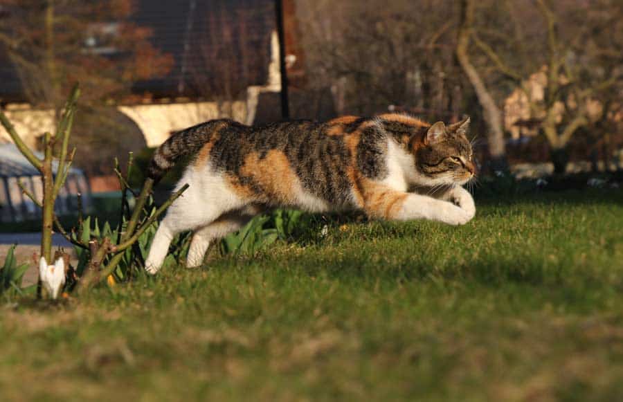 Katze springt - vielleicht sagt ihr irgendwas ihr 7. Sinn? (depositphotos.com)