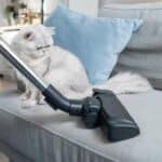 Wie hält man die Wohnung beinm Fellwechsel der Katze sauber?