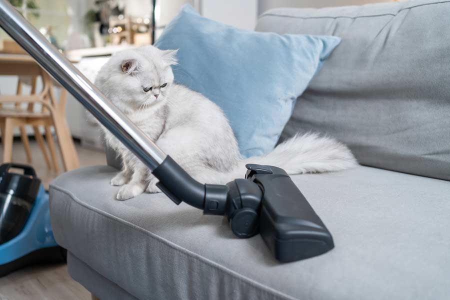 You are currently viewing Wie hält man die Wohnung beinm Fellwechsel der Katze sauber?