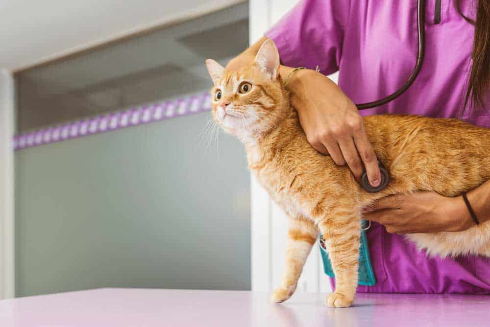 You are currently viewing Wann sollen Katzen sterilisiert werden?