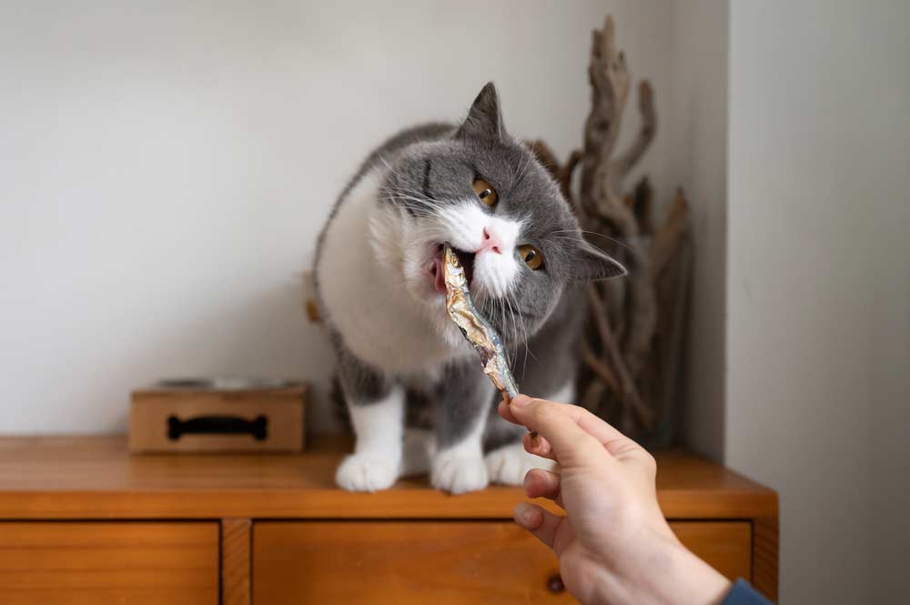 You are currently viewing Trockenfisch für Katzen