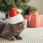 Wie kann ich ein schönes Weihnachtsfest mit der Katze verbringen?