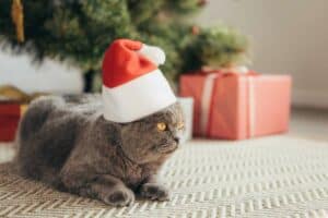 Read more about the article Wie kann ich ein schönes Weihnachtsfest mit der Katze verbringen?