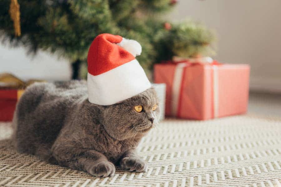 Ein schönes Weihnachtsfest mit der Katze verbringen (depositphotos.com)