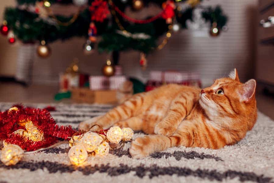 Es braucht eine Katzenfreundliche Weihnachtsdekoration (depositphotos.com)