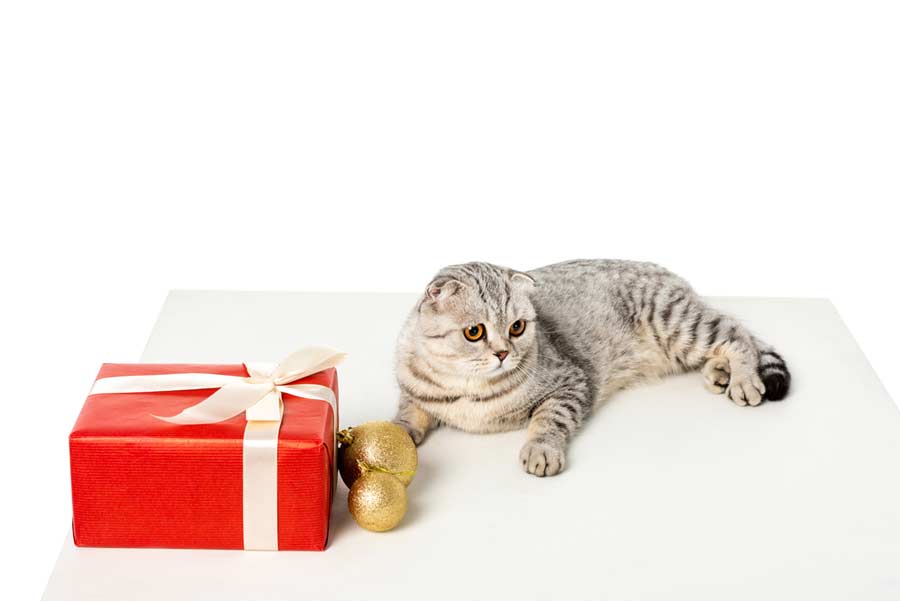 Katze und Weihnachtsgeschenke (depositphotos.com)