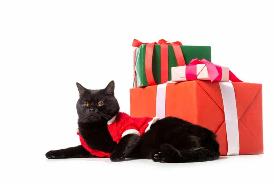 Besinnliche Weihnachten mit der Katze und vielen Geschenken (depositphotos.com)