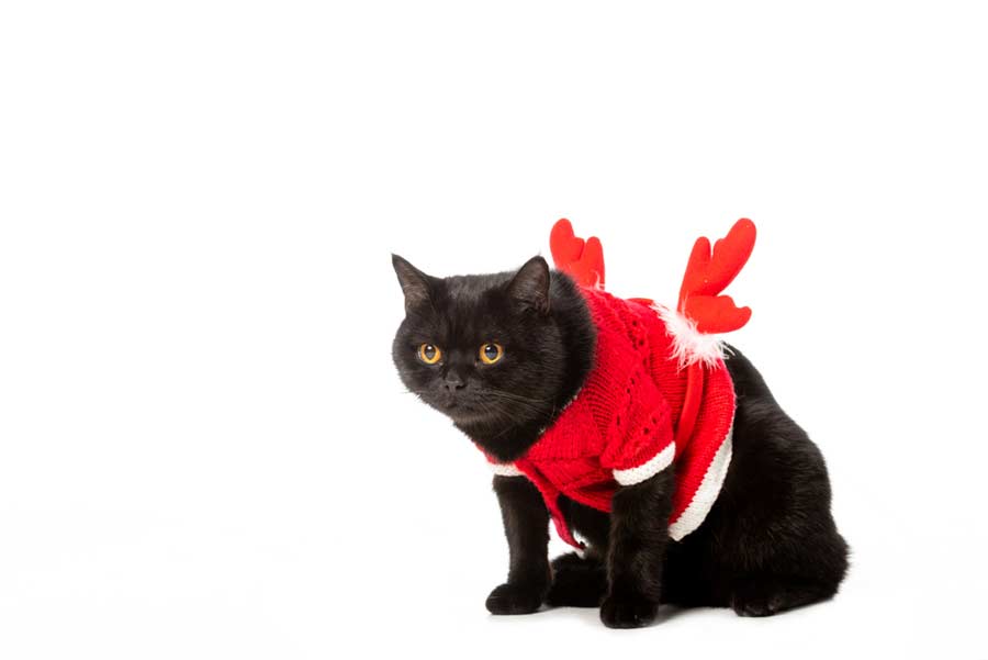 Katze in weihnachtlicher Verkleidung (depositphotos.com)