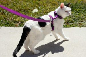 Mehr über den Artikel erfahren Katzengeschirr mit Leine