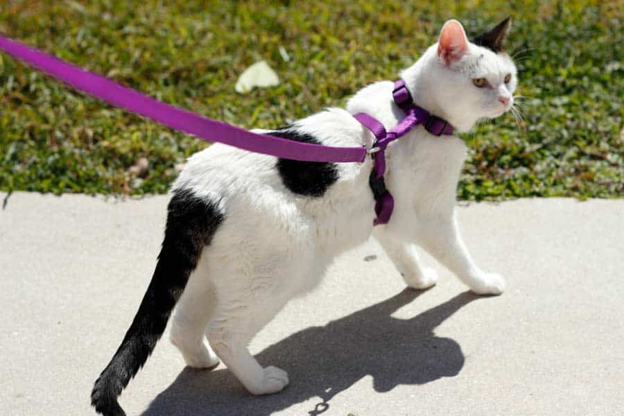 Du betrachtest gerade Katzengeschirr mit Leine